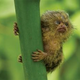 Image for article titled New Evidence Points to the Flores 'Hobbit' as a Dwarf Species